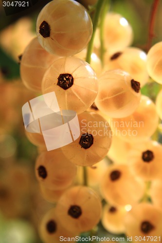 Image of white currant fruit 