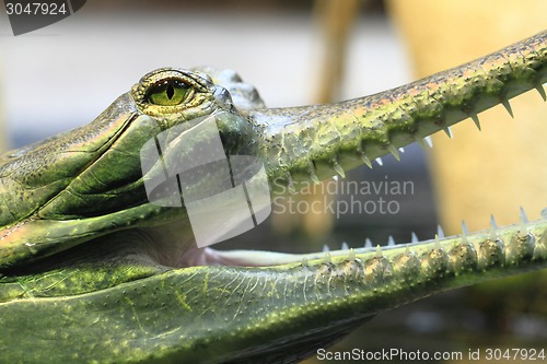 Image of gavial detail (small aligator head)