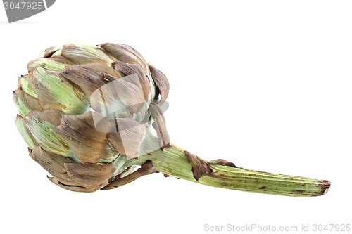 Image of old artichoke 