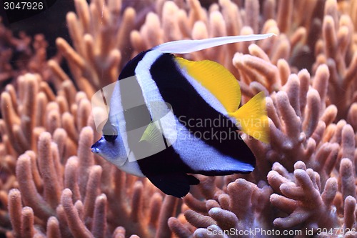 Image of exotic fish in the sea 