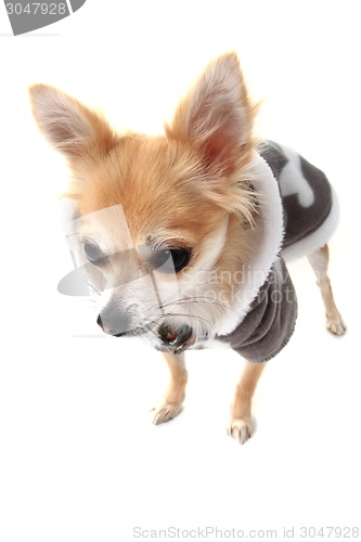 Image of chihuahua and fashion 