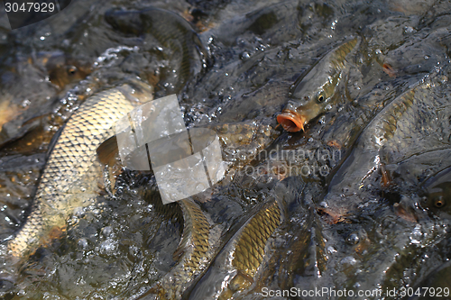 Image of carp fishes in the water 