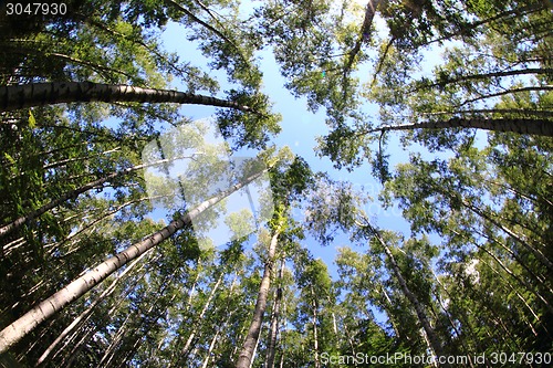 Image of birch forest background