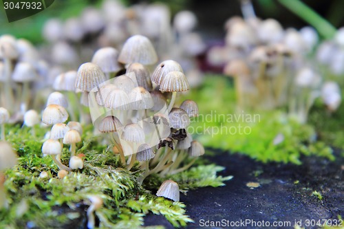 Image of small mushrooms forest 