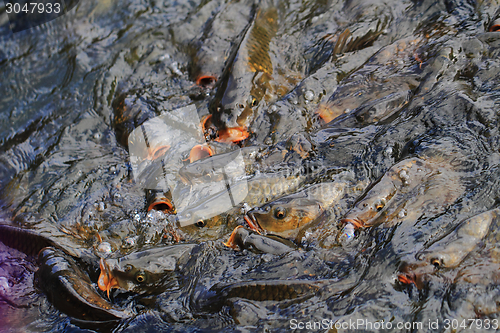 Image of carp fishes in the water 
