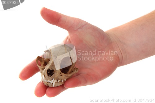 Image of cat skul in human hand