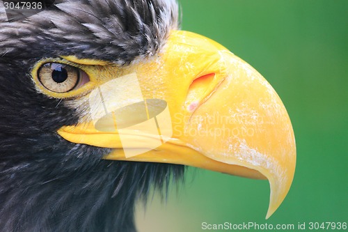 Image of detail of black eagle head 