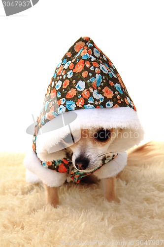 Image of chihuahua and fashion 