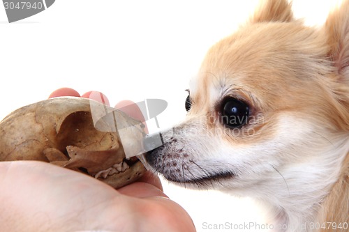 Image of chihuahua and cat skull