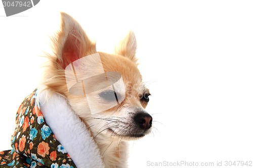 Image of chihuahua and fashion 