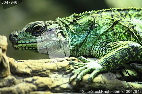 Image of green lizard (small dragon)