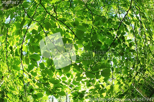 Image of green spring  forest background