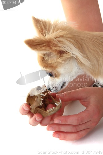 Image of chihuahua and cat skull