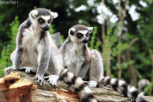 Image of lemur monkeys are resting 