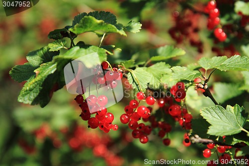 Image of red currant plant 