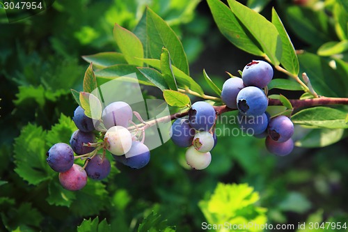 Image of bluberries plant 