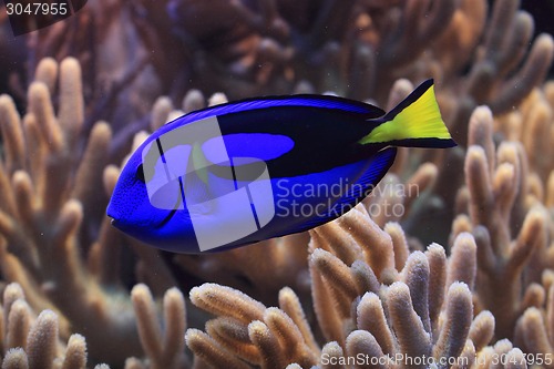 Image of exotic fish in the sea 