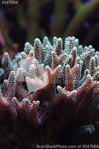 Image of detail of coral background