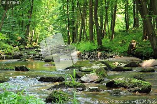 Image of small river in the green forest 