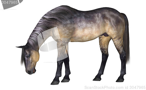 Image of Horse