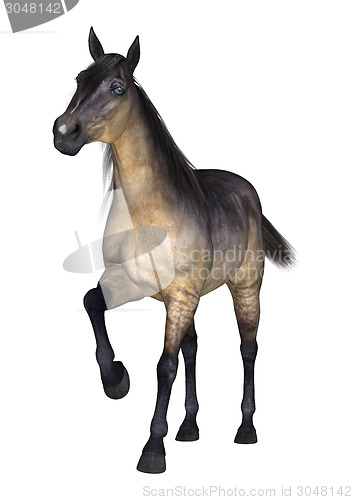 Image of Horse