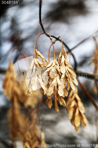 Image of autumn leaves