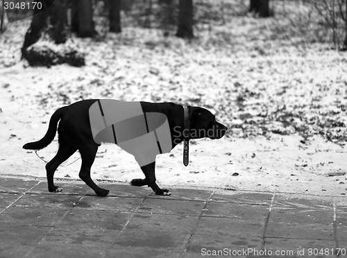 Image of black Dog