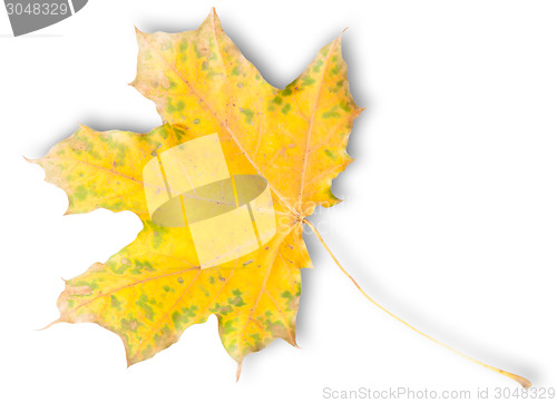 Image of Yellow Autumn Maple Leaf With Green Spots