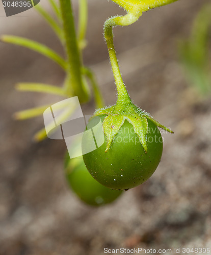 Image of potato tuber