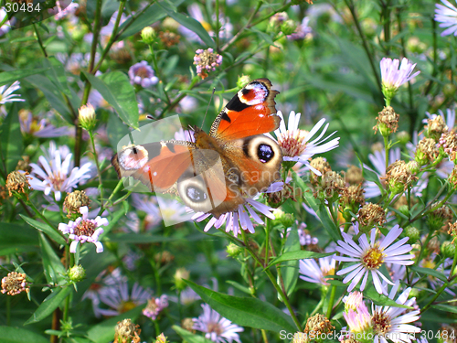 Image of Butterfly