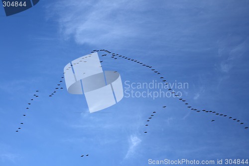 Image of Flock of wild birds in the blue sky