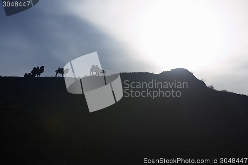 Image of Camels at sunset