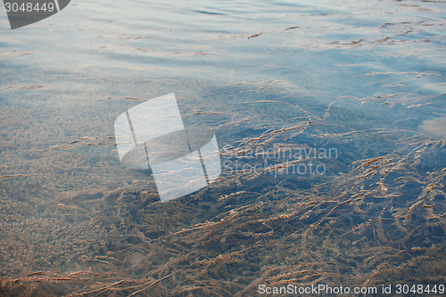 Image of Water plants in the lake