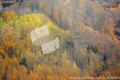 Image of Autumn forest in mountains