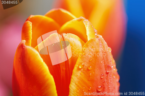 Image of Red tulip