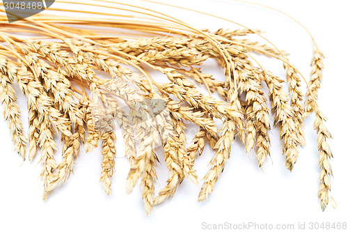 Image of wheat ears