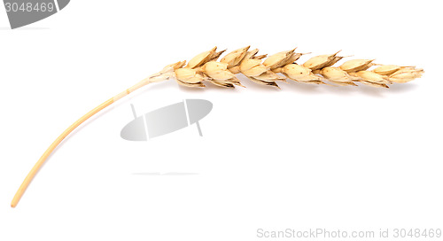 Image of wheat ear