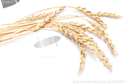 Image of wheat ears
