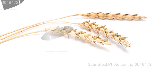 Image of wheat ears