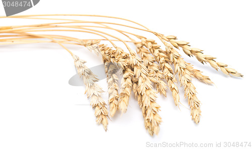 Image of wheat ears