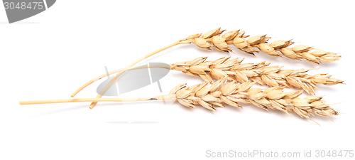 Image of wheat ears