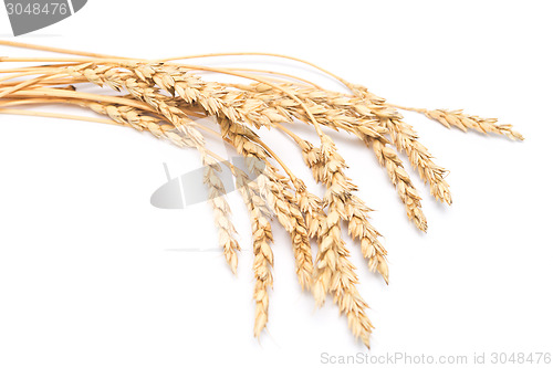 Image of wheat ears