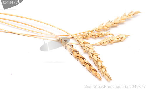 Image of wheat ears