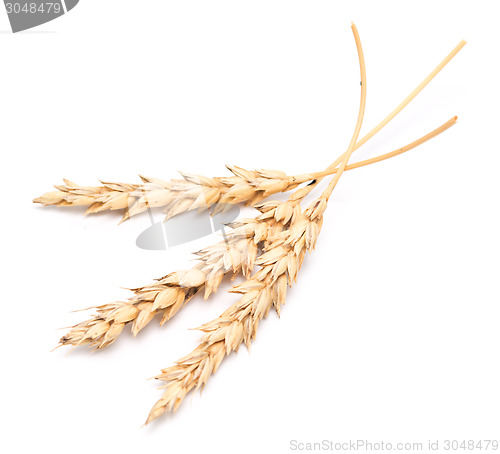 Image of wheat ears