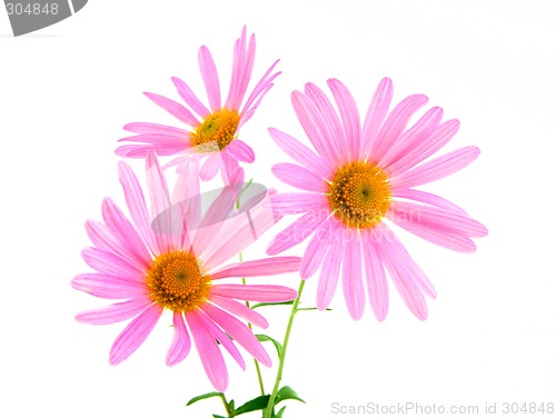 Image of Beautiful pink gerbera daisies