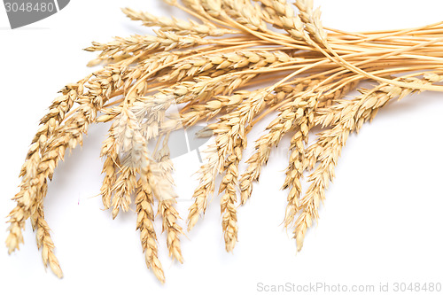 Image of wheat ears