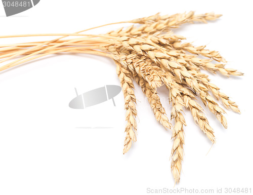 Image of wheat ears