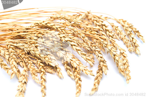 Image of wheat ears