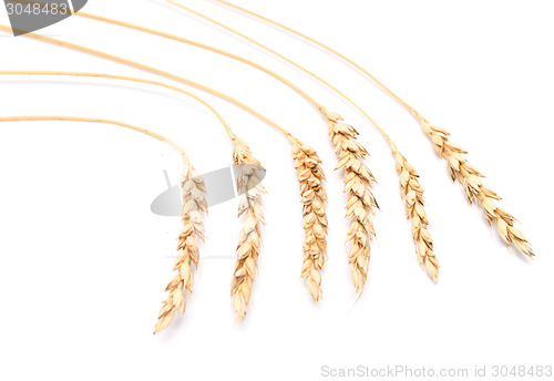 Image of wheat ears