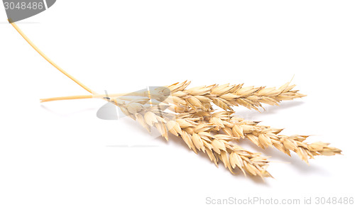 Image of wheat ears